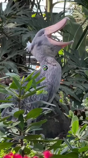 Discover the Unique Sound of the Shoebill Stork
