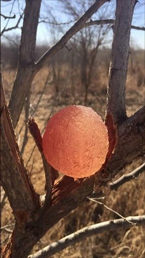 Gum Acacia | Uses of Gum Acacia | बबूल के गोंद का उपयोग | Use of Indian Gum | Use of Gum Arabic