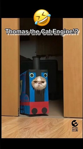 🚂Thomas the Cat Engine⁉️Shout out to ‪@HissMusic‬ & @jinpachi_neko