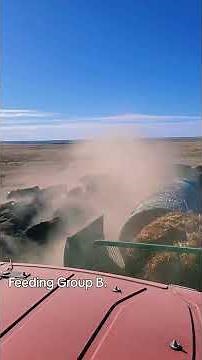 How we feed everyday. 18 bales and 6K# of range cubes. #cow