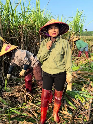 Ngày công ở quê Ngọc đi chặt mía ít nhưng vẫn vui#xuhuong #xuhuongtiktok #viral #nghean #ngocruby