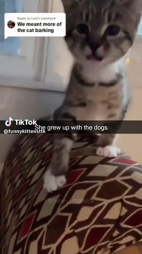 Hilarious Cat Barking Compilation | Funny Cat Videos 2021