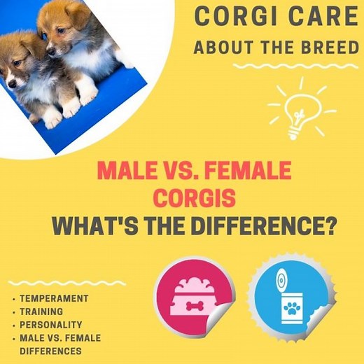 Male Vs. Female Corgis - (Differences, Temperament, and Training) | Corgi Adoption
