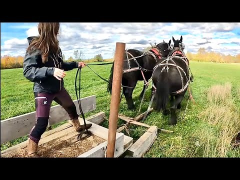 This Could Have Ended Badly!!! 😳😮 // How to Hitch up a Team of Horses to a Horse Drawn Scoot