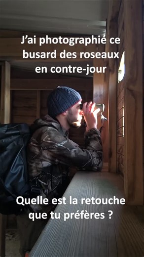 Adrien Devismes on Instagram: "Petite vidéo fait rapidement. J'avais photographié ce busard des roseaux en plein contre jour fin décembre mais je n'ai pas trouvé la photo si dingue. Finalement j'ai voulu tester quelques édits. Vous avez votre préférée ? Les prochaines photos de faune arrivent bientôt ;) #photooiseau #busarddesroseaux #birdphotography #rapace #baiedesomme"