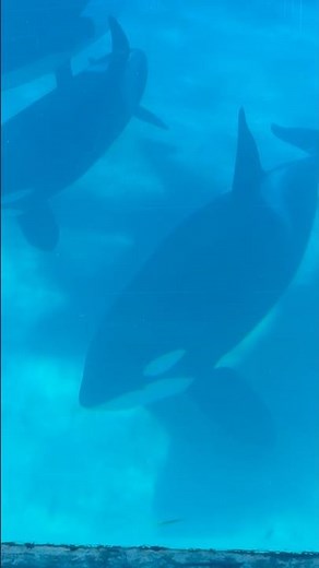 SeaWorld San Diego Orkid, Shouka and Makani underground view #orca