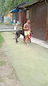 2.2K views · 87 reactions | Young client controlling her Large breed @ #Stephenk9Academy | Stephen Guard Dogs | Facebook