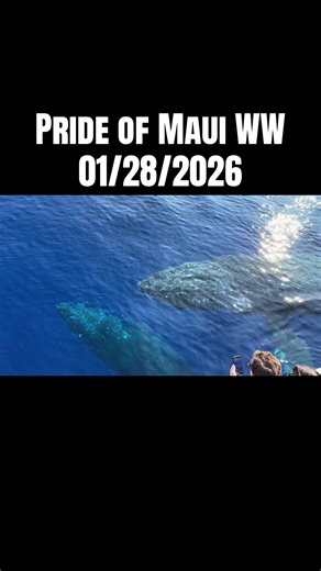With years of experience on the water, it is no surprise that Captain Pat knows exactly what he’s doing when it comes to spotting the whales! We had some lucky guests today 🐋! #prideofmaui #whaleseason #humpbackwhales #visitmaui #fyp