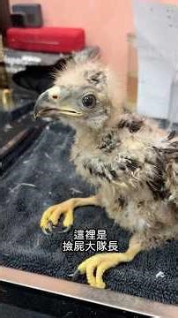 栗翅鷹 雛鳥 剝製標本製作 #剝製 #教育學習 #標本 #taxidermy