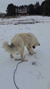 Devotion from the Farm | Tenacious Truth Seeking