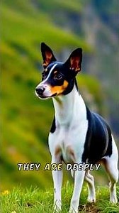 Facts about Rat Terrier