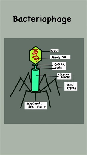 Bacteriophage Anatomy Explained! 🧬 #BiologyLabels