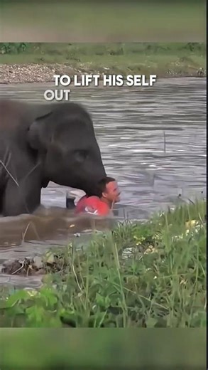 Baby elephant heroically rescues man from river 👏❤️