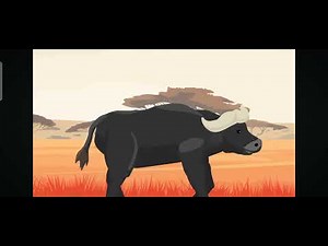 Wildebeest VS Buffalo