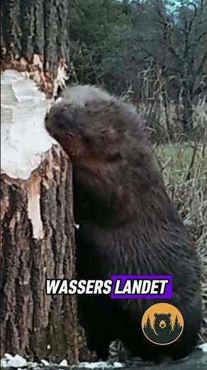 Warum bleiben Biber plötzlich stehen, während sie Bäume fällen?