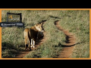 Sleepy elephants and lion cubs - SafarLIVE Catch Up, 18 November 2025