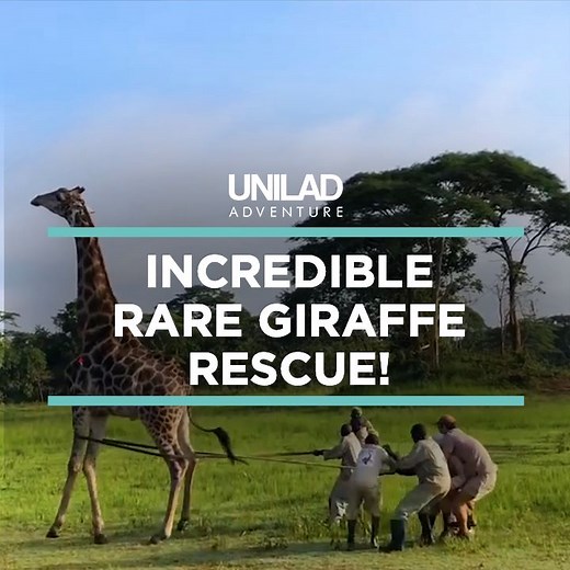 125M views · 35K reactions | This giraffe had a metal wire wrapped around it's neck and it required an incredible team effort to remove it... 漣 | UNILAD Adventure | Facebook
