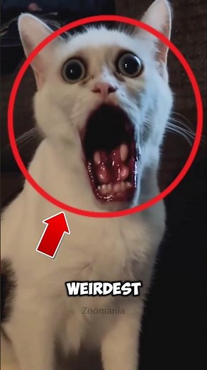 Weirdest Cat Breeds That Look Totally Unreal 😳 (You Won’t Believe the Last One!) #facts #cat #cute