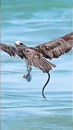 Eagle Hunting Like a Pro 🦅 Insane Precision & Power in Action #Shorts #Wildlife #Nature