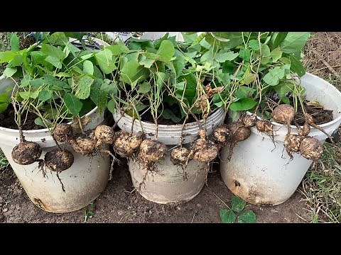Tips To Grow Yam Bean or Jicama Plant in Pot from Seeds to Harvest-Growing Jicama Plant in Container