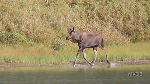 Happy #MooseMonday … In this video, a moose calf wanders away from its mother to explore the riverbank. It cautiously check out another moose that was eating nearby. Eventually, its mother decides it is too far away and heads over for a happy reunion. I filmed this video at Fishercap Lake, Montana in early September of this year. #moose #wildlifephotography | Mike’s photos and videos of beavers