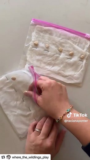 Bean Germination Project: Visualizing Growth Stages