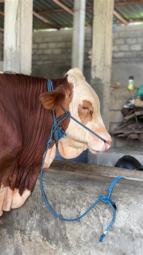 Peternak Muda Sapi Jumbo di Kediri