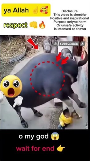 “Wolves Enter the House, a Bull Chases Them Away”#animalrescue#animalvsanimal#bravebull#wildlife