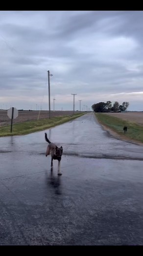 44K views · 542 reactions | This is cool to watch    | Reactive Dog Training | Facebook