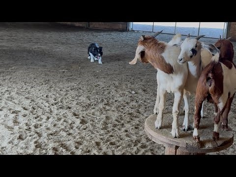 Loading goats on a spool with Satus Clyde