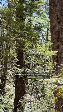 How a forest has evolved over 250 years
