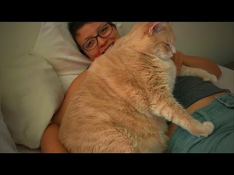 Cute Fat Cats 😻😹 Funny Fat Cats (Part 2) [Epic Life]