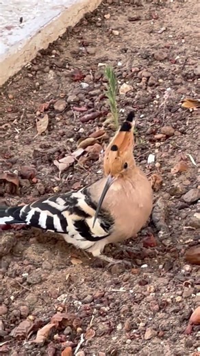 The Moonwalking Hoopoe! #Hoopoe #FunnyBird #BackwardsBird #MoonwalkingBird