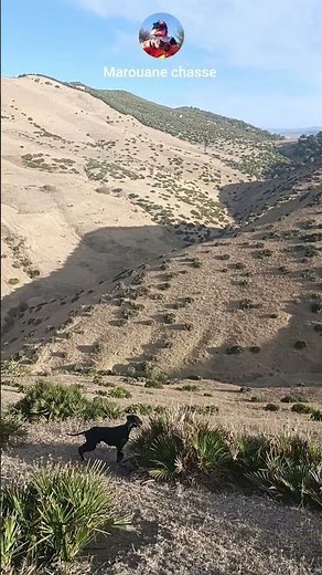 chasse perdrix au Maroc 2025_صيد الحجل بالمغرب 2025_pardridge hunting