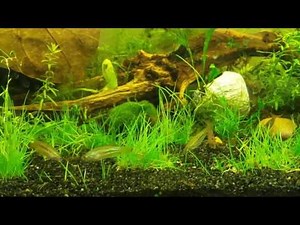 Sparkling gourami croaking