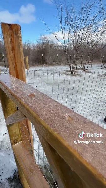 Frank the Goat Rides Out the Storm in Style