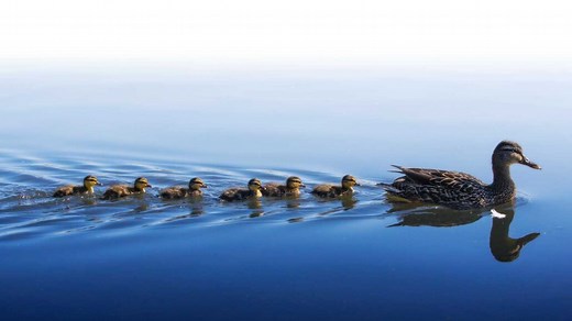 Why do ducklings swim in a row?