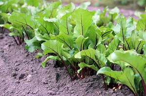 Can You Replant Thinned Beets? The Answers Revealed!