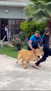 Angry Lion Attack 😱😱 #lionking #lions #animals #cute #wildlife #tiger | ALi Khan AK