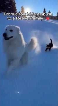 #veterinarian #resue #edgeofseventeen