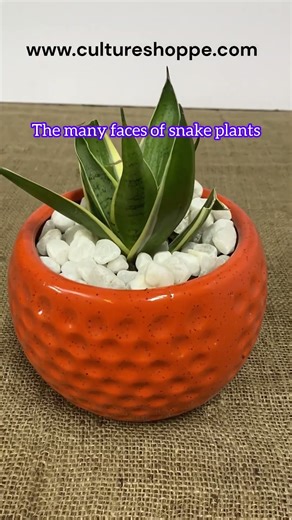 The many faces of snake plants