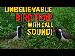 Incredible Watercock Trap with Call Sound | Traditional Bird Catching Skill in Vietnam