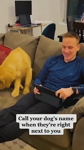 dogtraining | Have you ever tried it with your dog😅😅😅 If you’re serious about training your 🐕 We're having a training program that can absolutely help... | Instagram