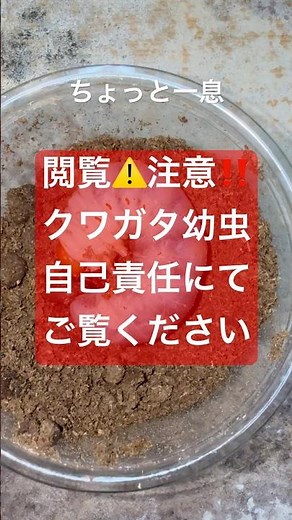 クワガタ幼虫のメスの見分け方を簡単に解説❤️ #クワガタ幼虫判別 #クワガタ飼育 #クワガタ幼虫