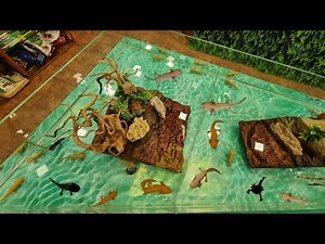 Best Axolotl Collection at Drogo Pets