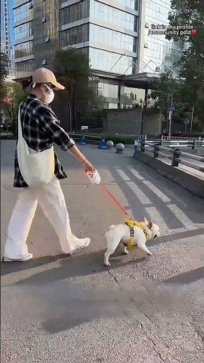 Revolutionize night walks with this leash! 🌟 Flashlight, adjustable, comfy grip—it's a must-have! 🐾✨