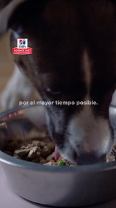 Aunque no siempre puedes estar con ellos, con Hill's Science Diet y su mezcla de antioxidantes, les ayudas a vivir más sanos el mayor tiempo posible | Hill's Pet Costa Rica | Facebook