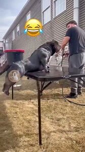 Get ready for a tail-wagging compilation of clumsy jumps, silly missteps, and unexpected doggy moments! These playful pups try their best… but sometimes things don’t go as planned — and that’s what makes it so funny. All clips are lighthearted, safe, and full of pure joy. Perfect for dog lovers who enjoy wholesome humor and adorable pet energy. Don’t forget to like and follow for more daily laughs!#FunnyDogs #DogMoments #PetHumor #DogLoversfunny dog video, silly dog moments, playful dogs compila