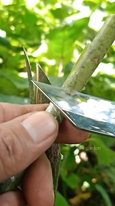 Mango tree grafting techniques #grafting #mangografting #graftingtechniques #gardeningtips | Abi Garden