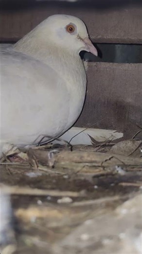 কবুতর পরিবার #foryou